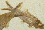 Two Detailed Fossil Fish (Knightia) - Wyoming #292485-2